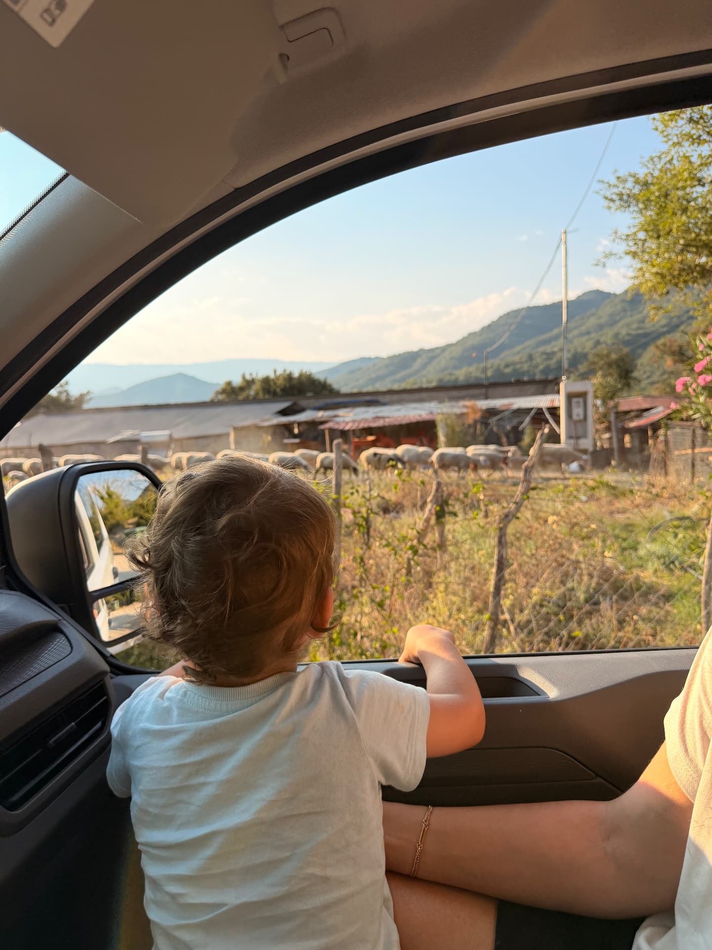 הפעוט מביט מחלון הרכב על עדר כבשים והרים באפירוס
